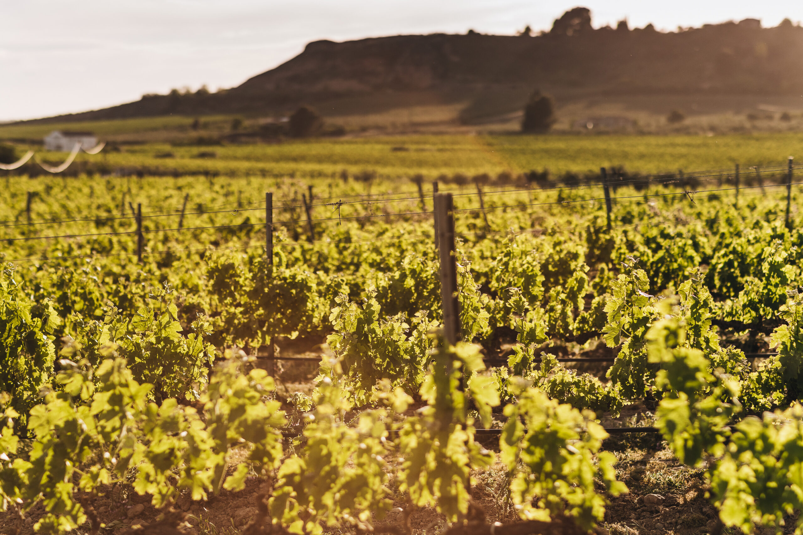 Vinyes del Celler de Sanui al capvespre